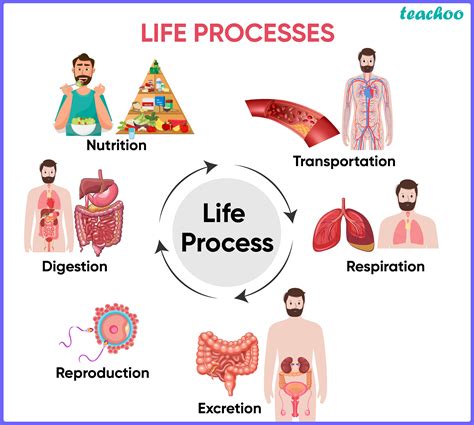 [Biology] What processes would you consider essential for maintaining