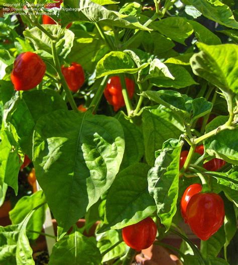 PlantFiles Pictures: Habanero Pepper 'Caribbean Red' (Capsicum chinense ...