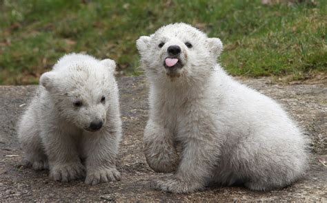 Polar Bear Twins Picture | Cutest baby animals from around the world ...