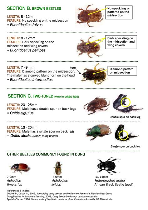 Dung Beetle Identification chart part 2 - Brown and 2 toned Beetles ...