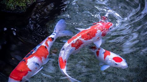 Koi Pond Wallpapers - Top Free Koi Pond Backgrounds - WallpaperAccess