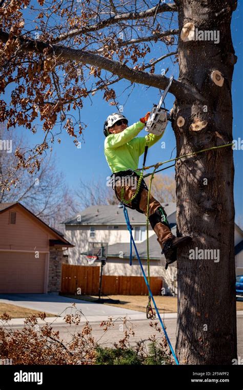 Pruning a tree with a small chain saw Stock Photo - Alamy