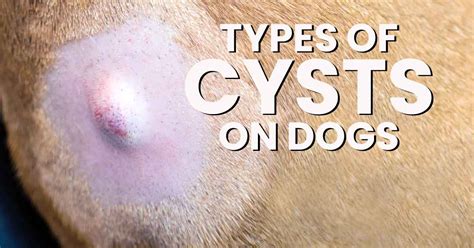 Types Of Cysts On Dogs - Dogs Naturally