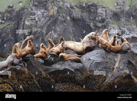 A colony of steller sea lions, including a large male (bull), on a ...