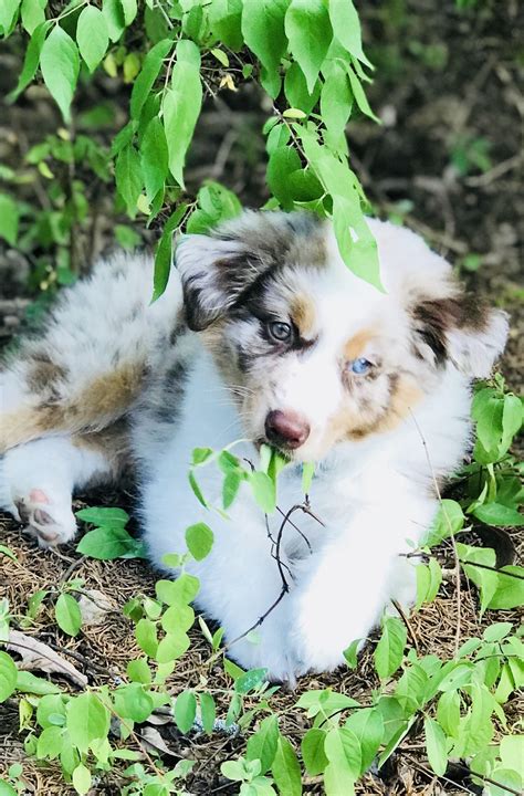 Red Merle Australian Shepherd puppy | Red merle australian shepherd ...