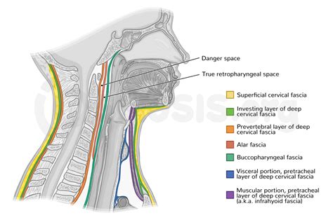 Fascia And Spaces Of The Neck: Video Anatomy Osmosis, 47% OFF