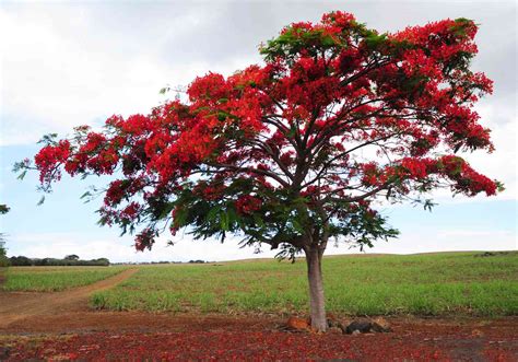 How to Grow and Care for Flame Tree (Royal Poinciana)