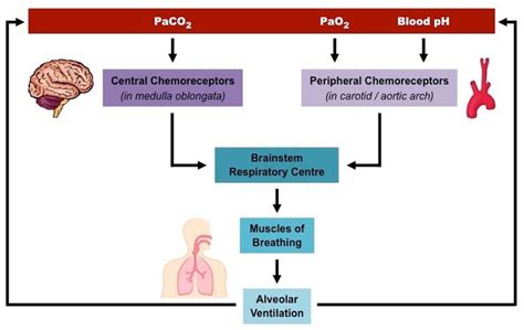 Central Chemoreceptor vs Peripheral Chemoreceptor in Respiration ...