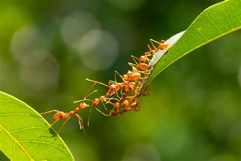 How To Get Rid of Ants? | Pestline