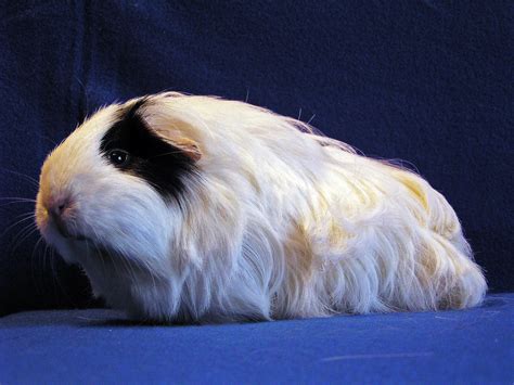 All types of Guinea Pig breeds described and help to determine them