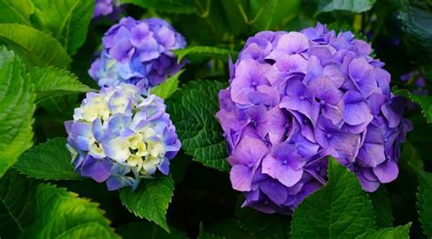 How to Plant, Grow and Care For Hydrangea Macrophylla