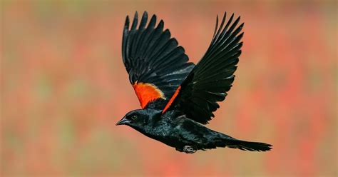 Red-winged Blackbird Migration: A Complete Guide | Bird Fact