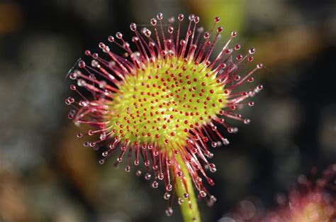 Facts About the Sundew Plant | Hunker