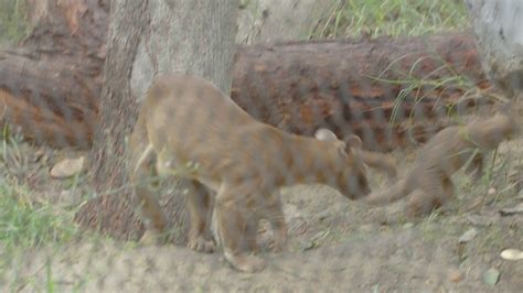 San Diego Zoo baby Fossa - YouTube