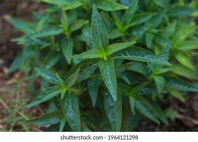 Andrographis Paniculata Traditional Medicinal Plant Many Stock Photo ...