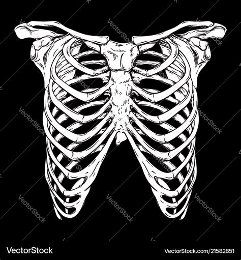 Rib Cage Anatomy Art / Rib Cage Ribcage Thorax Human Anatomy Bones With ...