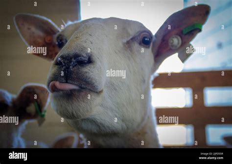 Sheep making a funny face Stock Photo - Alamy