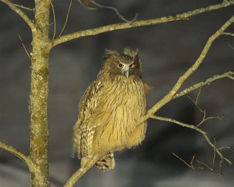 Blakiston's Fish Owl - Facts, Diet, Habitat & Pictures on Animalia.bio