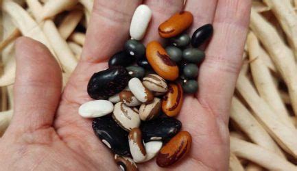 The Case For Organic Seeds: Planting Resilience - Hobby Farms