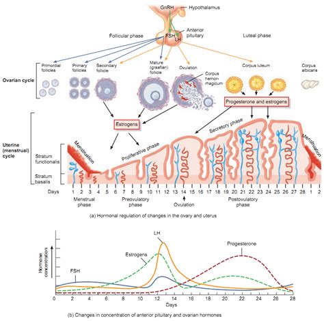 The Menstrual Cycle