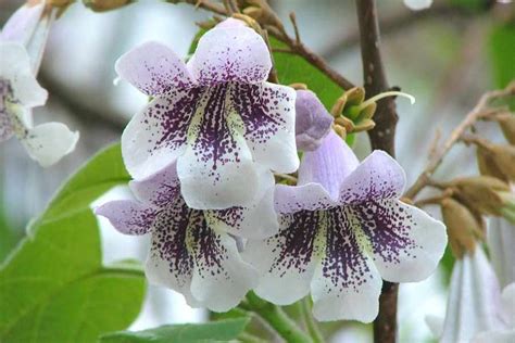 Paulownia tomentosa