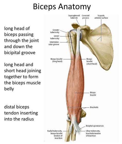 Shoulder Anatomy Biceps Tendon : What's Wrong With My Shoulder? / The ...