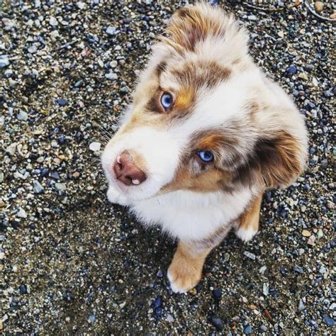 Blue eyes red merle australian shepherd - See Instagram photos and ...