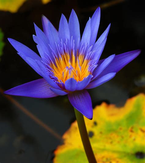 Egyptian Blue Water Lily