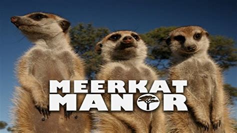 Watch Meerkat Manor Streaming Online - Yidio