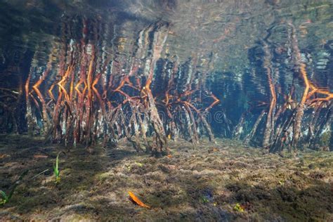 Roots of Red Mangrove Tree Underwater Stock Image - Image of ...