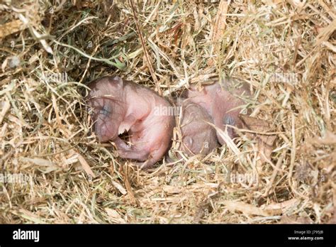 Close-up of baby (newborn) field voles, also known as short-tailed ...