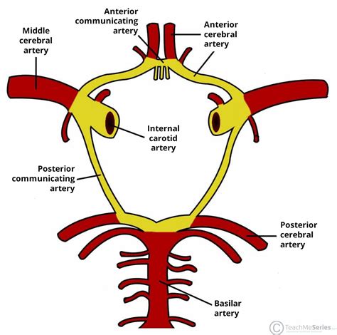 Circle of Willis - Structure - Location - TeachMeAnatomy