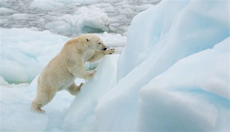 Polar Bears: Species Facts, Info & More | WWF.CA