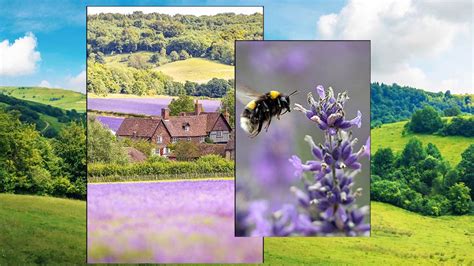 10 UK lavender fields you need to visit this summer: London, Somerset ...