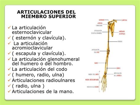 Miembro superior2011