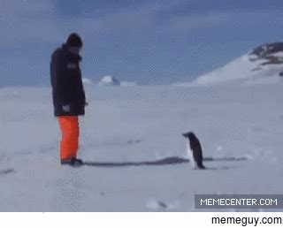 penguin attack - Meme Guy