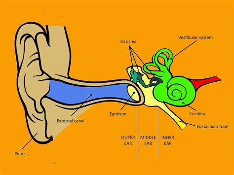 Ear Diagrams For Kids