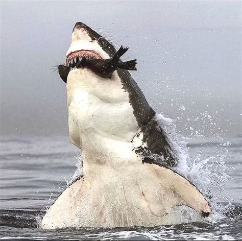 Great white shark catching prey off the coast of South Africa : r ...