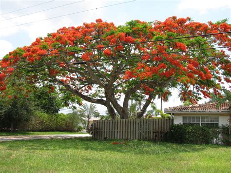 A beautifully shaped tree and the most amazing color! Everyone should ...