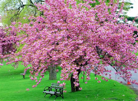 Mille Fiori Favoriti: Pink Saturday - Pink Trees