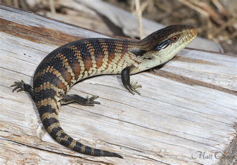 Eastern Blue Tongue Skink Cute Reptiles, Reptiles And Amphibians ...