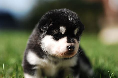 Alaskan Malamute puppy, puppies for sale in Ontario cost, price ...