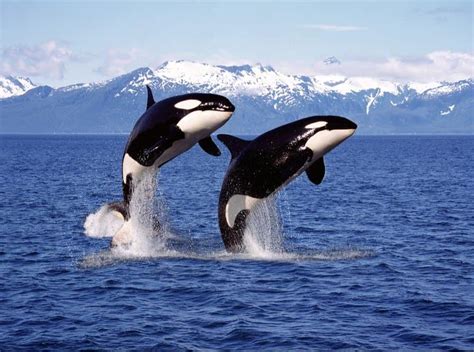 Discover Why Scientists Believe Killer Whales Are Attacking Boats... On ...