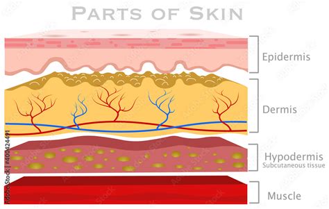 Skin parts, diagram. Glabrous human skin layers. Anatomy parts dermis ...