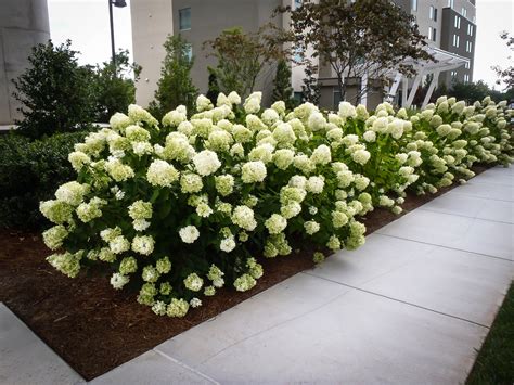 White Wedding Panicle Hydrangeas For Sale | The Tree Center