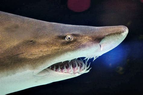 10 Fun Facts About Sand Tiger Sharks! | Always Learning!