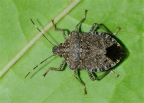 5 Best Stink Bug Repellents in 2020: Most Effective Options