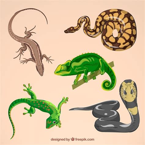 Reptile Vectors, Photos and PSD files | Free Download