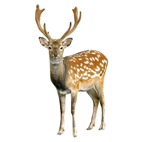 Deer on White Background