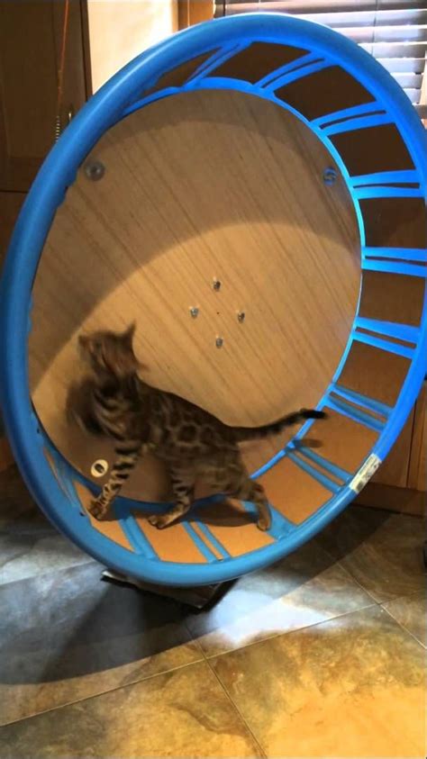 Cat Exercise Wheel For Under 100$ | Cat exercise wheel, Cat exercise ...